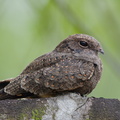 Savanna_Nightjar-190828-119EOS1D-F1X24830-W.jpg