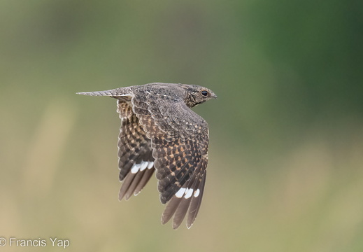 Savanna Nightjar