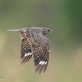 Savanna_Nightjar-221226-161MSDCF-FYP00893-W.jpg