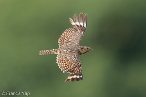 Savanna Nightjar-260607-196FRYAP-FYA09515-W.jpg