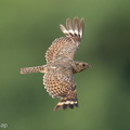 Savanna_Nightjar-260607-196FRYAP-FYA09515-W.jpg