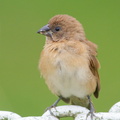 Scaly-breasted_Munia-100801-102EOS7D-IMG_3311-W.jpg