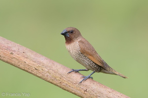 Scaly-breasted Munia-170701-100ND500-FYP_5792-W.jpg