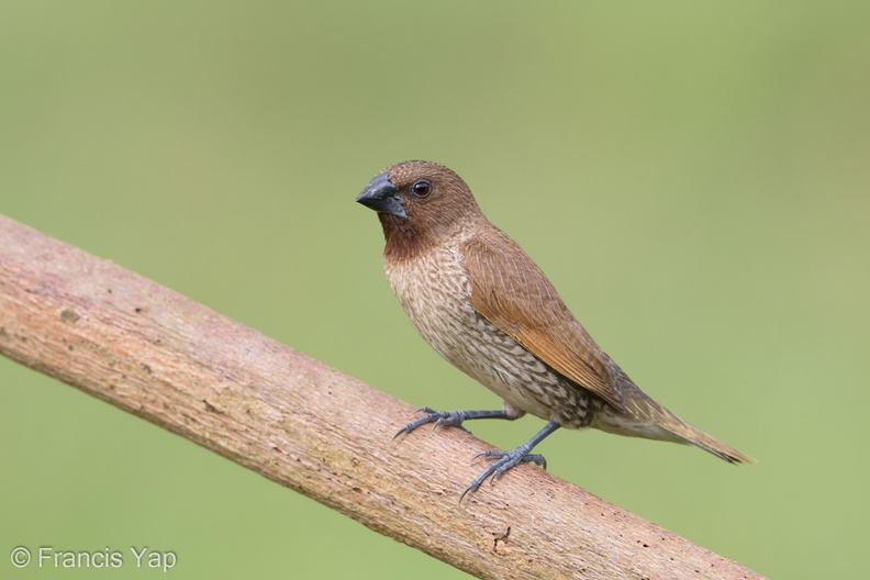 Scaly-breasted_Munia-170701-100ND500-FYP_5792-W.jpg