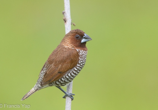 Scaly-breasted Munia