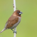 Scaly-breasted_Munia-171016-113EOS1D-F1X27919-W.jpg