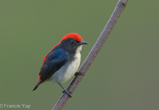 Singapore / Birds / Scarlet-backed Flowerpecker - display this album Scarlet-backed Flowerpecker