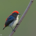 Scarlet-backed_Flowerpecker-141120-100EOS7D-FY7D5112-W.jpg
