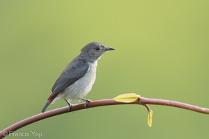 Scarlet-backed Flowerpecker-160928-104EOS1D-F1X27417-W.jpg