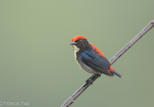 Scarlet-backed Flowerpecker