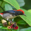 Scarlet-backed_Flowerpecker-210607-112MSDCF-FRY06266-W.jpg