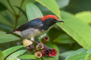 Scarlet-backed Flowerpecker-210607-112MSDCF-FRY06546-W.jpg