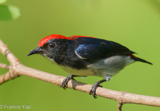 Scarlet-backed Flowerpecker