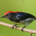 Scarlet-backed_Flowerpecker-250605-108FRYAP-FYA08263-W.jpg