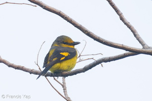 Scarlet Minivet-250131-255MSDCF-FYP07402-W.jpg