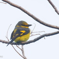 Scarlet_Minivet-250131-255MSDCF-FYP07402-W.jpg