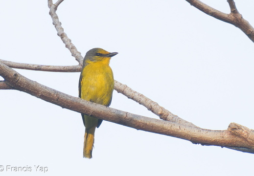 Scarlet Minivet