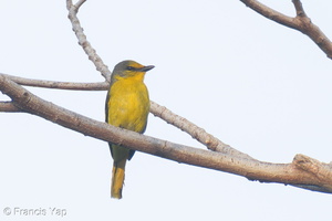 Scarlet Minivet-250131-255MSDCF-FYP09119-W.jpg