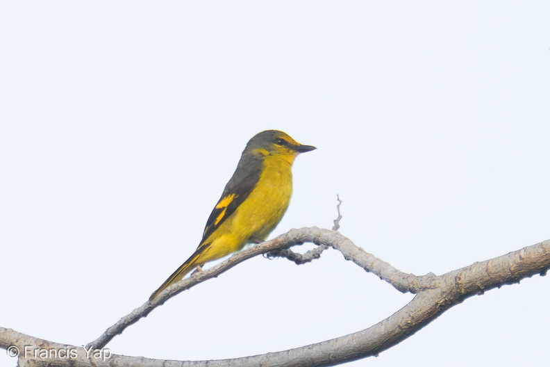 Scarlet_Minivet-250131-255MSDCF-FYP09476-W.jpg