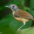 Short-tailed_Babbler-110917-105EOS1D-FYAP1821-W.jpg