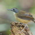 Short-tailed_Babbler-120330-110EOS1D-FYAP2514-W.jpg