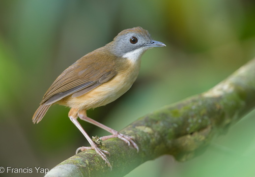 Singapore / Birds / Short-tailed Babbler - display this album Short-tailed Babbler