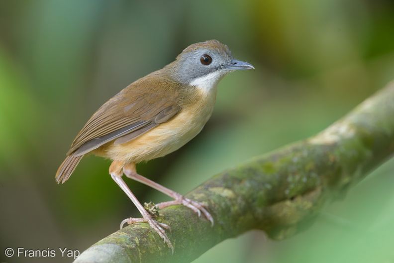Short-tailed_Babbler-150408-120EOS1D-FY1X4648-W.jpg