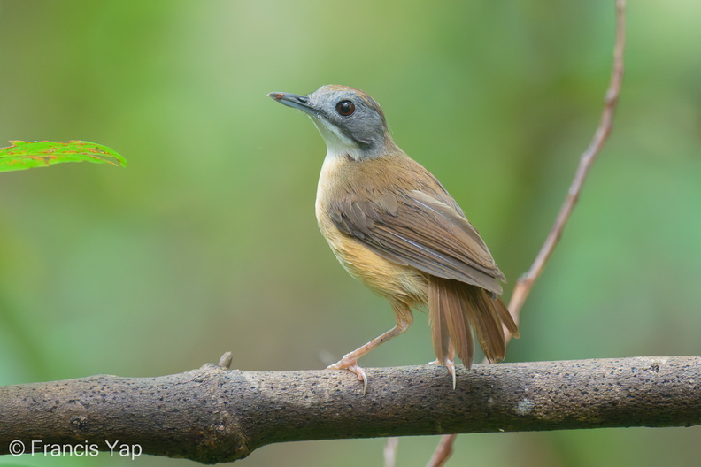 Short-tailed_Babbler-210613-114MSDCF-FRY00090-W.jpg