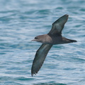 Short-tailed_Shearwater-180505-109ND500-FYP_5814-W.jpg