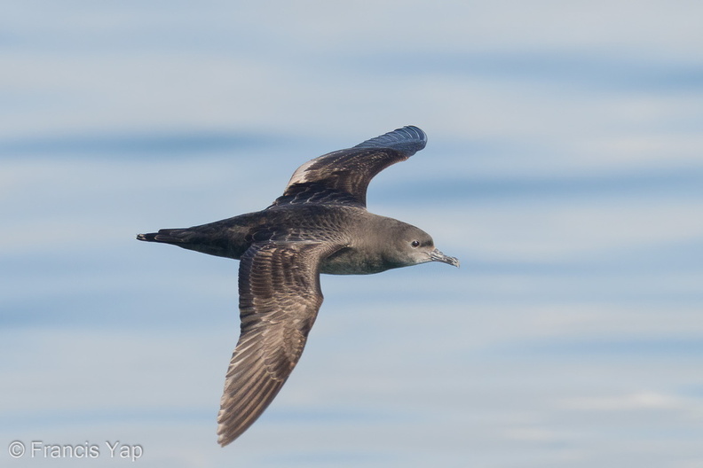 Short-tailed_Shearwater-210425-108MSDCF-FRY07400-W.jpg