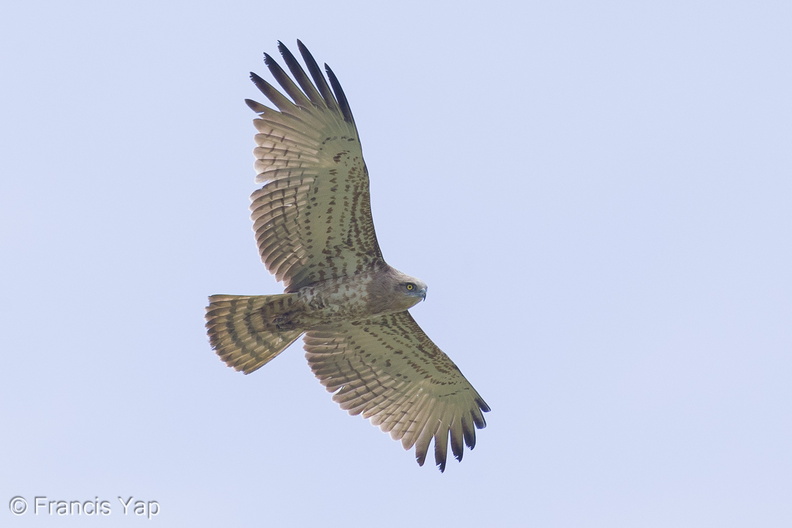 Short-toed_Snake_Eagle-121223-104EOS1D-FY1X8634-W.jpg