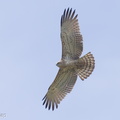 Short-toed_Snake_Eagle-121223-104EOS1D-FY1X8647-W.jpg