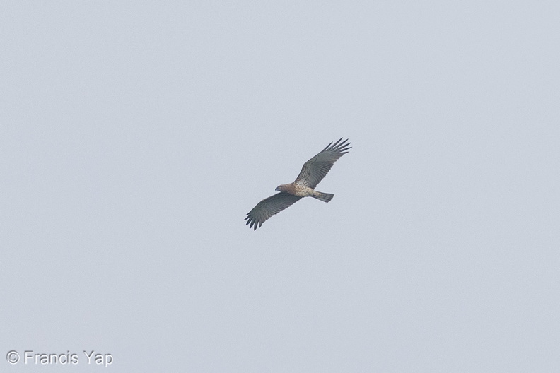 Short-toed_Snake_Eagle-131024-111EOS1D-FY1X0123-W.jpg