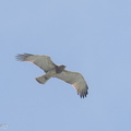 Short-toed_Snake_Eagle-241108-251MSDCF-FYP01289-W.jpg