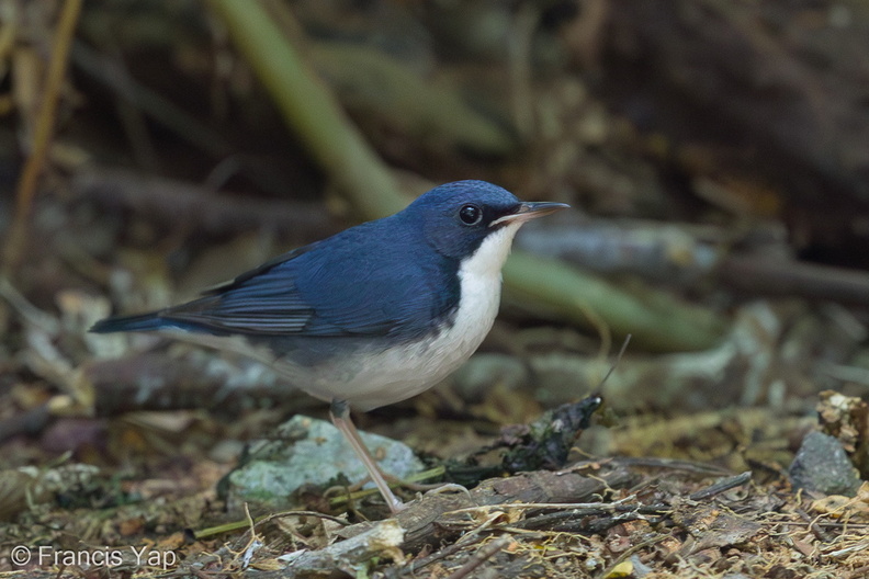 Siberian_Blue_Robin-170108-108EOS1D-F1X28374-W.jpg