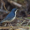 Siberian_Blue_Robin-170108-108EOS1D-F1X29157-W.jpg