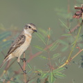 Siberian_Stonechat-150227-101EOS7D-FY7D7807-W.jpg