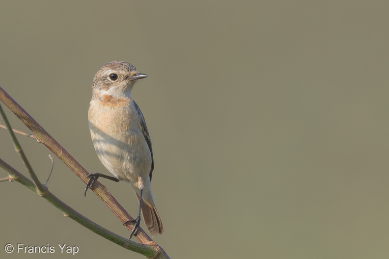 Siberian_Stonechat-150227-101EOS7D-FY7D8378-W.jpg