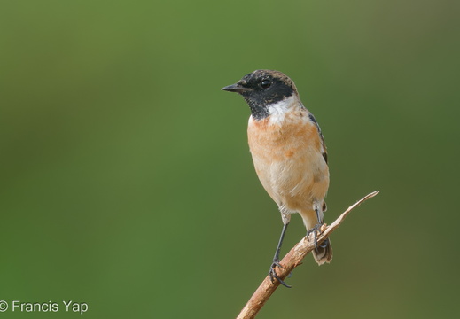 Singapore / Birds / Siberian Stonechat - display this album Siberian Stonechat
