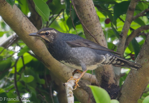 Siberian Thrush