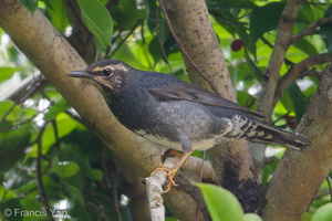 Siberian Thrush-171128-106ND500-FYP_1038-W.jpg