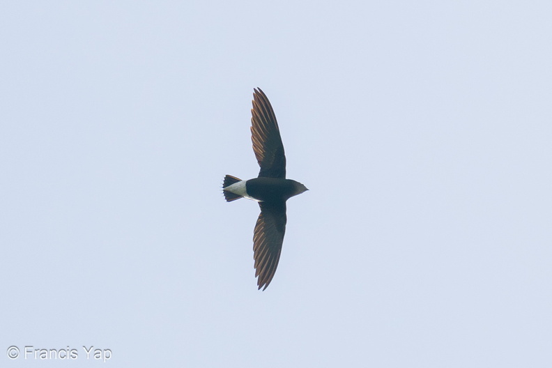 Silver-backed_Needletail-201118-124MSDCF-FYP08383-W.jpg