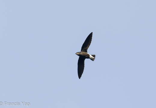 Silver-backed Needletail