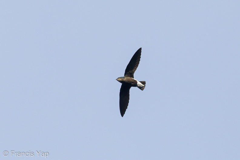 Silver-backed_Needletail-211027-125MSDCF-FRY07607-W.jpg