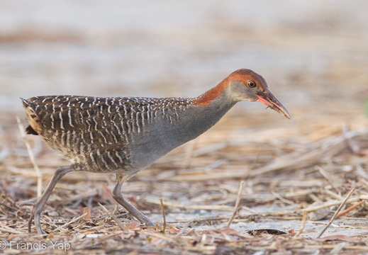 Slaty-breasted Rail