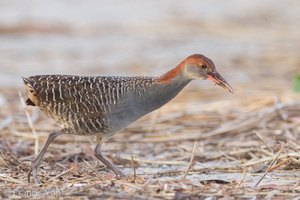 Slaty-breasted Rail-110701-103EOS1D-FYAP9801-W.jpg