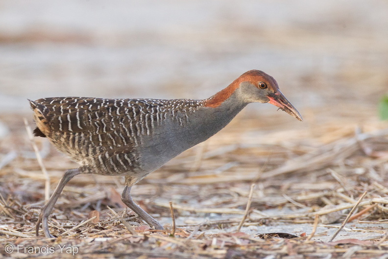 Slaty-breasted_Rail-110701-103EOS1D-FYAP9801-W.jpg