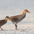 Slaty-breasted_Rail-110701-103EOS1D-FYAP9817-W.jpg