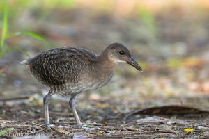 Slaty-breasted Rail-120726-100EOS1D-FY1X0727-W.jpg