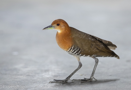 Slaty-legged Crake